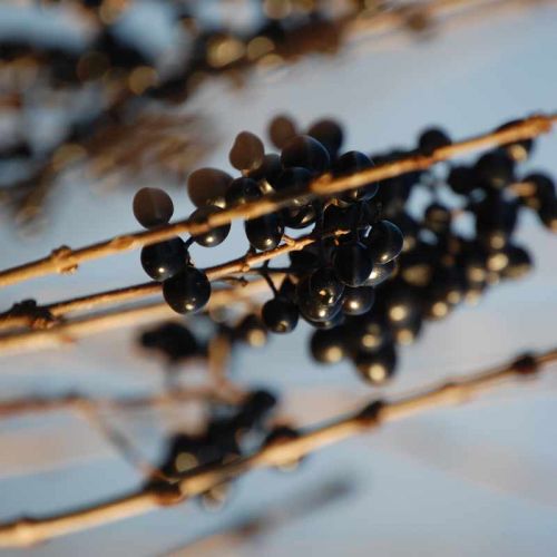 Ligusterbeeren zum Färben von Wolle und Seide