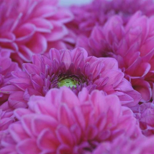 Färbepflanze Dahlie in pink - zum natürlichen Färben von Wolle und Seide