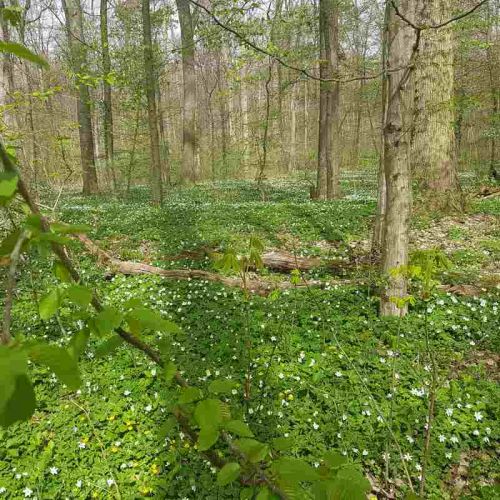 Frühlings-Wald mit blühenden Anemonen