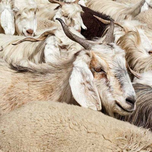 Kaschmirziegen-Herde - Lieferanten für wertvolles Cashmere