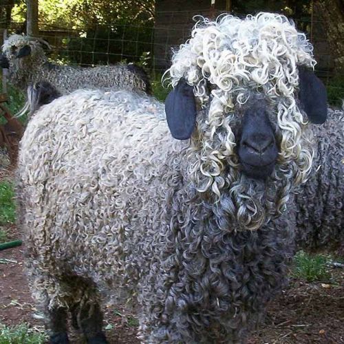 Angora-Ziege - ihre Haare werden Mohair genannt