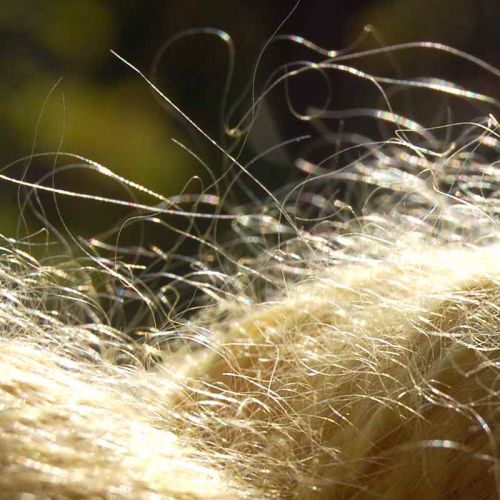 Detailaufnahme natürlich gefärbte Wolle in Gelb - Mohair-Seiden-Garn