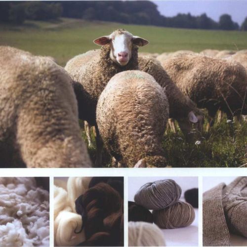Bildfolge vom Schaf über Rohwolle, Strickgarn bis zum fertigen Pulli in Naturtönen