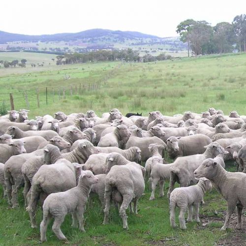 Merino-Schafherde auf der Weide - unsere Wolllieferanten
