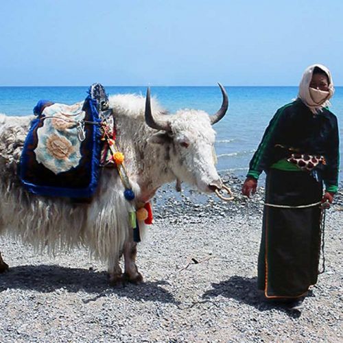 Weißer Yak mit Frau - von Wolle-und-Garne